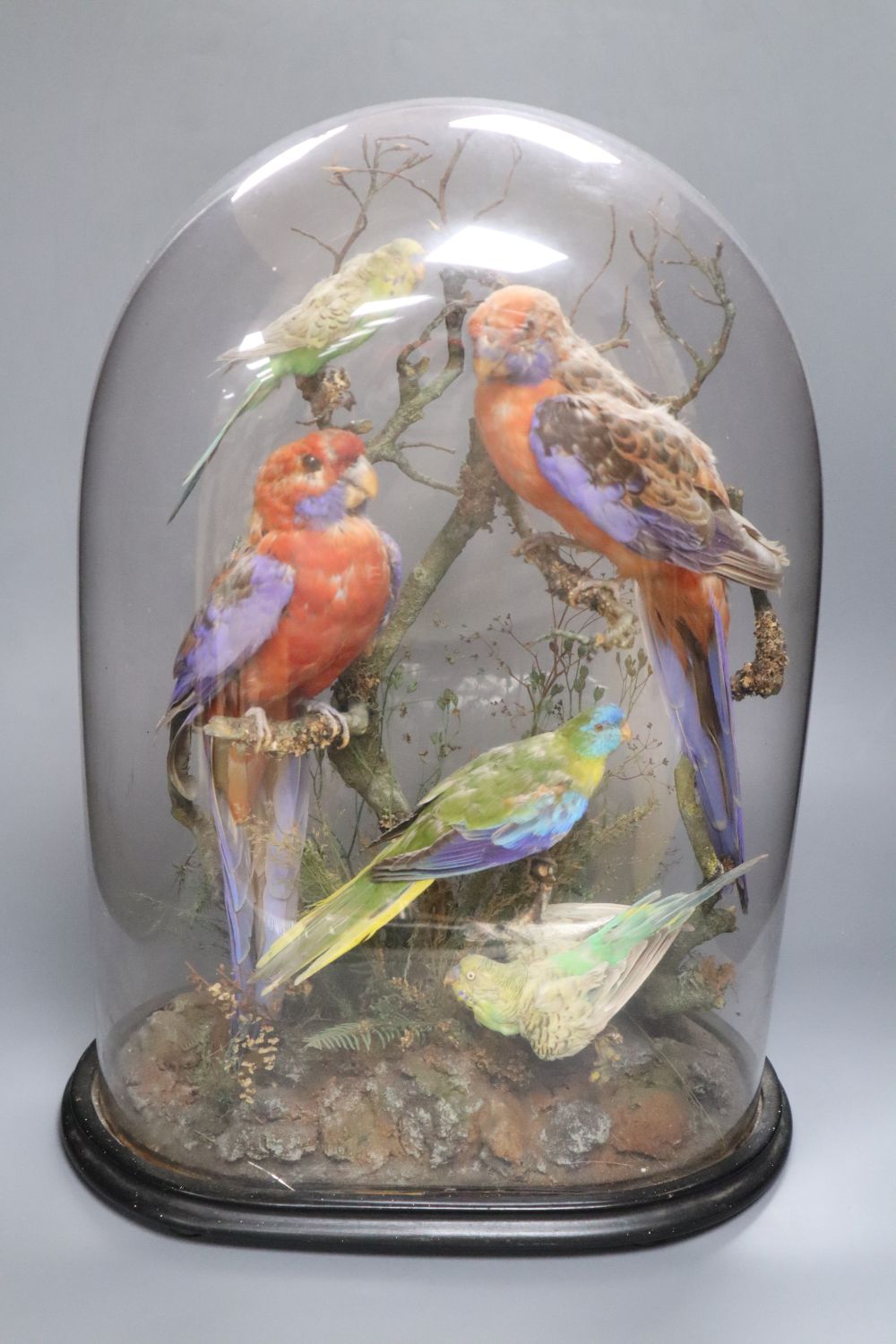 Henry Ward (1812-78) - A Victorian taxidermic group of five birds, attached makers label within, Oxford Street, London, under glass do